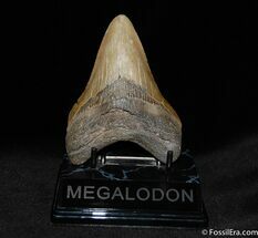 Beautiful Inch Megalodon Tooth #95