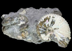 Beautiful Hoploscaphites Ammonite Cluster - South Dakota #73860