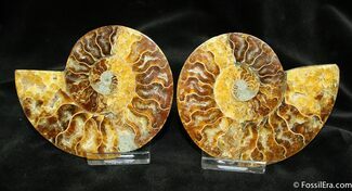 Inch Wide Split Ammonite Pair From Madagascar #882