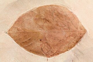 Fossil Leaf (Phyllites) - Montana #75811
