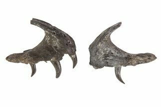 Permian Synapsis (Mycterosaurus) Associated Jaws - Oklahoma #79469