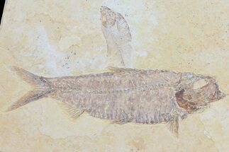 Knightia & Diplomystus Fossil Fish Association - Wyoming #79834