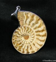 Large Ammonite Pendant - Inches Wide #979