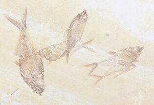 Beautiful Diplomystus Fossil Fish Cluster - Wyoming #84224