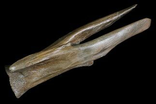 Gorgeous Struthiomimus Caudal Vertebra - Montana #92801