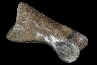 Struthiomimus Toe Bone - Montana #94763