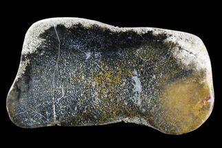 Polished Slab of Petrified Palmwood - Nephi, Utah #96071