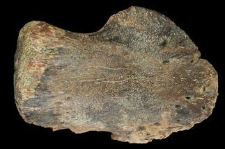 Juvenile Hadrosaur Ungual (Foot Claw) - Montana #96957