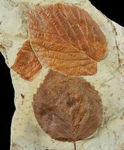 Three Fossil Leaves (Beringiaphyllum & Davidia) - Montana #97729