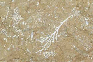 Ordovician Bryozoan Plate - Estonia #98030