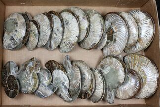 Lot: - Polished Ammonite Halves (Grade B/C) - Pieces #101437