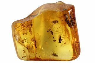 Detailed Fossil Beetle (Coleoptera) & Flies (Diptera) In Baltic Amber #102757