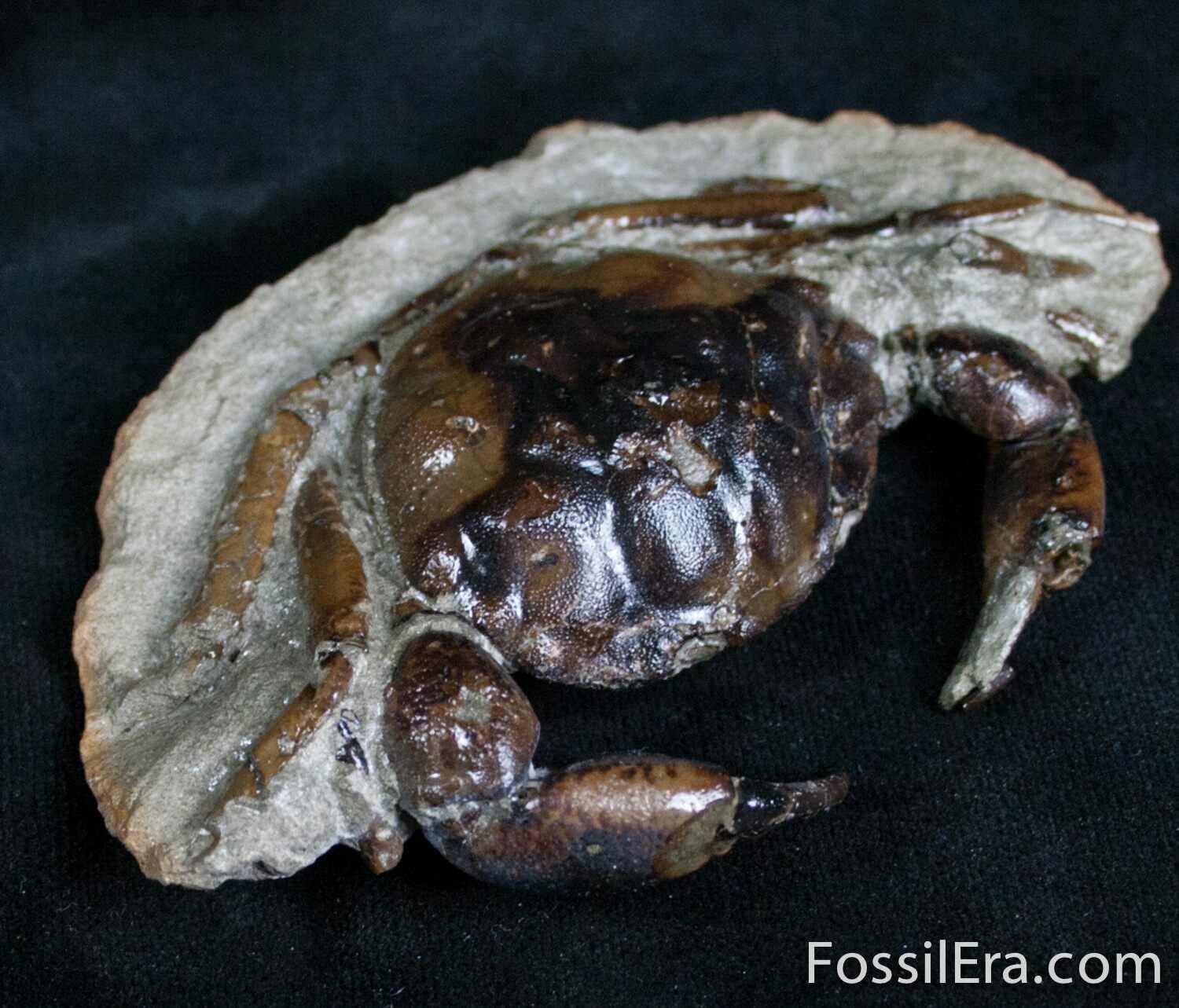 3D Fossil Crab Pulalius Washington State For Sale (7318)