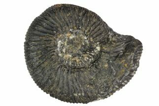 Fossil Ammonite (Perisphymus) - Cuba #104573