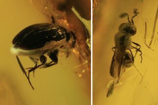 Fossil Beetle (Coleoptera) & Wasp (Hymenoptera) In Baltic Amber #105465