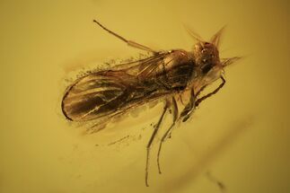 Fossil Wasp (Hymenoptera) In Baltic Amber - Fantastic Eyes #105477