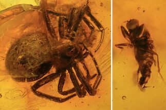 Detailed Fossil Fly (Diptera) & Spider (Aranea) In Baltic Amber #105481