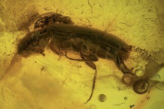 Large Detailed Fossil Beetle (Coleoptera) In Baltic Amber #105488