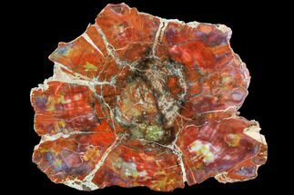 Brilliant Red Petrified Wood (Araucarioxylon) Slab - Arizona #106306