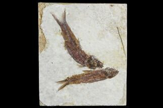 Two Small Fossil Fish (Knightia)- Wyoming #106955
