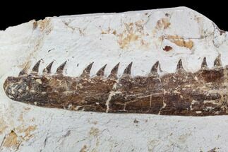 Fossil Mosasaur (Tethysaurus) Jaw Section - Goulmima, Morocco #107085