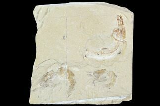 Cretaceous Fossil Shrimp And Fish Plate - Lebanon #107427