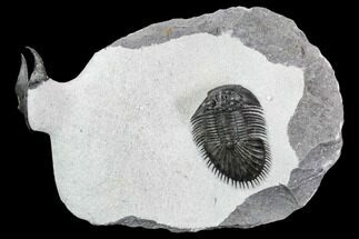 Thysanopeltis & Scotoharpes Trilobite Association - Boudib, Morocco #108799