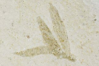 Unidentified Jurassic Insect - Solnhofen Limestone, Germany #108922