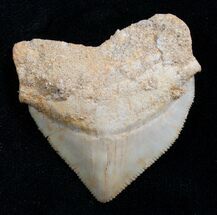 Large Squalicorax Fossil Shark Tooth - Morocco #7742