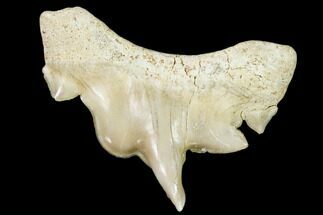 Pathological Shark (Otodus) Tooth - Morocco #108280