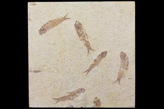 Five Fossil Fish (Knightia) Plate- Wyoming #111243