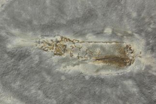 Fossil Phyllocarid (Dithyrocaris) - Bear Gulch Limestone, Montana #113196