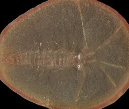 Fossil Syncarid Shrimp (Acanthotelson) Nodule - Mazon Creek #113238