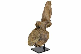 Fossil Hadrosaur (Brachylophosaur) Vertebra - Montana #113405