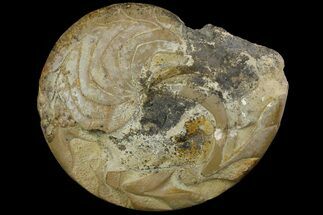 Rare, Carboniferous Goniatite (Imitoceras) Fossil - Indiana #113202