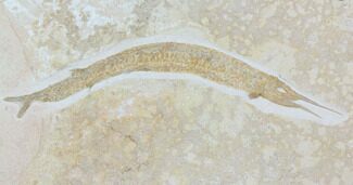 Jurassic, Predatory Fish (Aspidorhynchus) - Solnhofen Limestone #113746