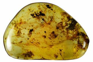 Chiapas Polished Chiapas Amber ( g) - Mexico #114966