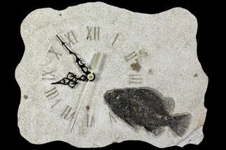 Wide Clock With Cockerellites Fish Fossil - Wyoming #114313