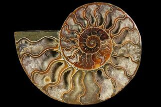 Agatized Ammonite Fossil (Half) - Crystal Pockets #114929