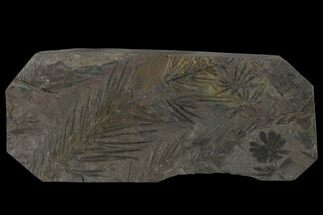 Fossil Pennsylvanian Horsetail Plate - France #114668