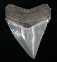Super Sharp Chubutensis Tooth - #8377