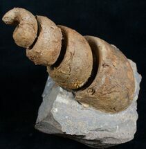 Huge Gastropod Fossil - Morocco #8456