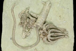 Three Crinoids (Agaricocrinus, Gilbertsocrinus & Taxocrinus) - Indiana #122992