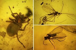 mm Spider (Araneae) & Two Flies In Baltic Amber #123373