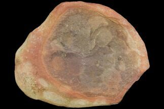 Fossil Jellyfish (Octomedusa) Cluster In Ironstone - Illinois #120983