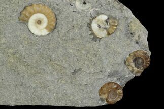 Four Fossil Ammonites (Promicroceras) - Lyme Regis #127157
