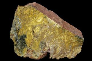 Strelley Pool Stromatolite Section - Billion Years Old #129165