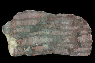 Polished Stromatolite (Inzeria) Section - Million Years #129223