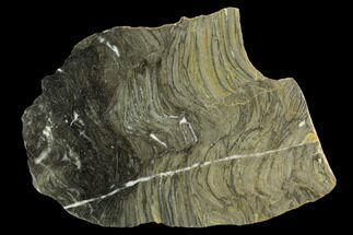 Polished Stromatolite (Kussiella) Slab - Billion Years #129226