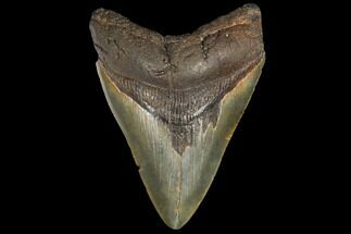 Fossil Megalodon Tooth #130712